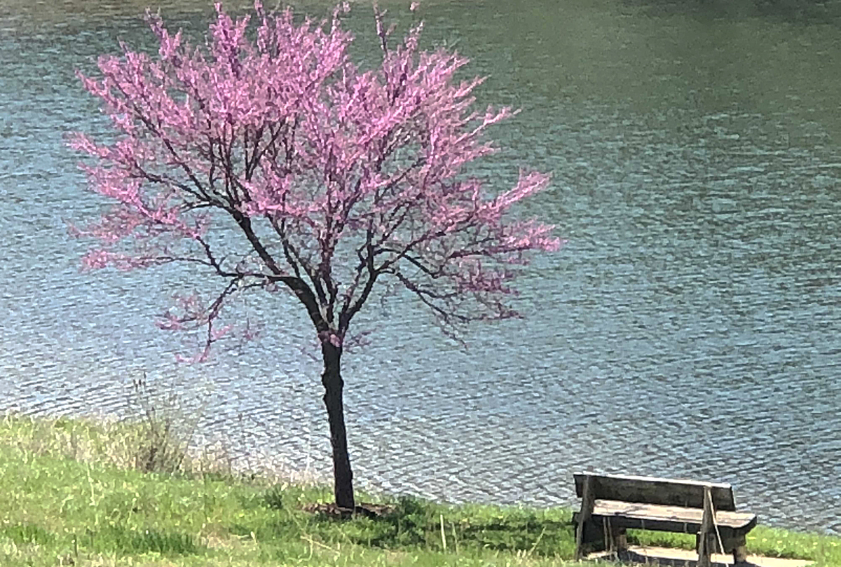 Spring Around the Grounds